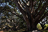 Huge Banyan tree around the Kakku pagoda compound. Shan State, Burma (Myanmar). 